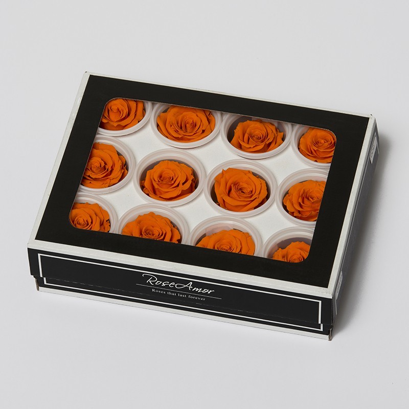 6 Rosen stabilisiert