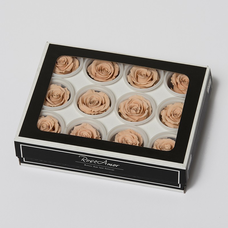 6 Rosen stabilisiert