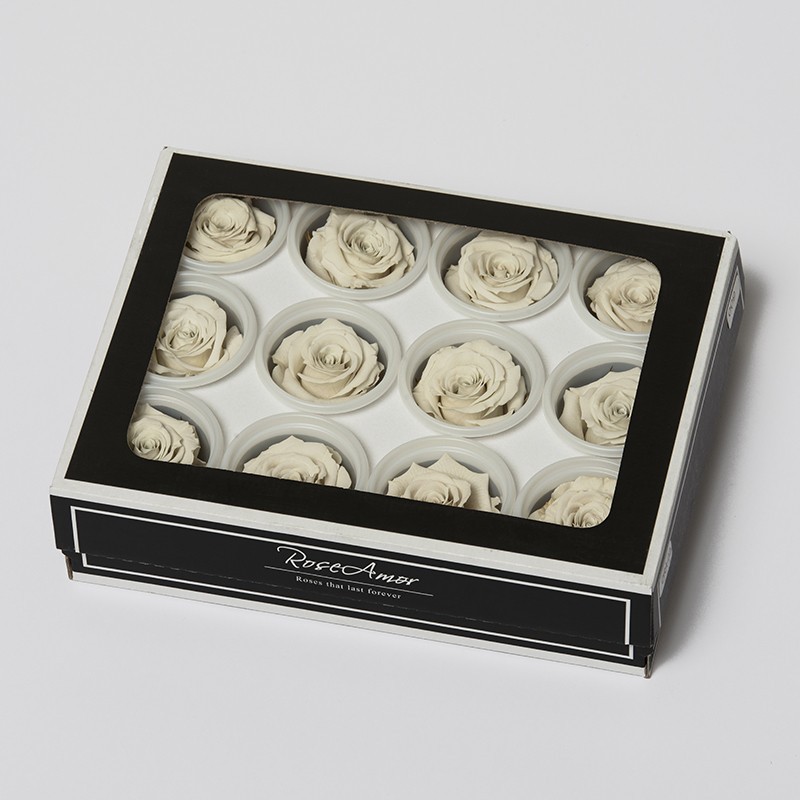 6 Rosen stabilisiert