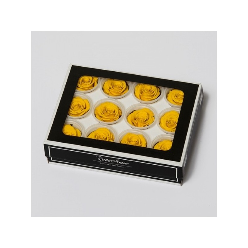 6 Rosen stabilisiert