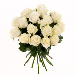 copy of Rosen rot ohne Bindegrün