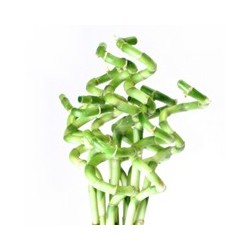 Lucky Bamboo 10er Bund