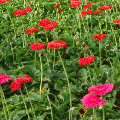 gerbera1.jpg